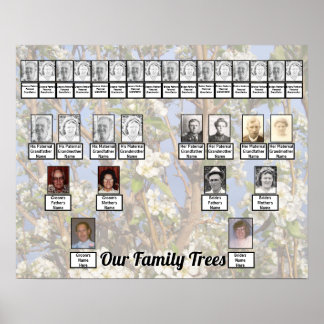Two Family Trees on White Blossoms Photo     Poster