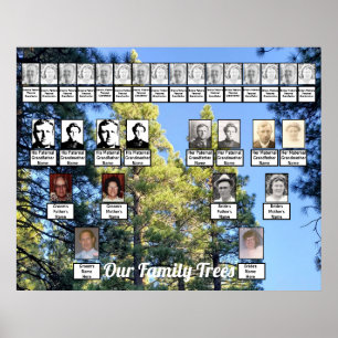 Two Family Trees Pine Tree Forest Poster