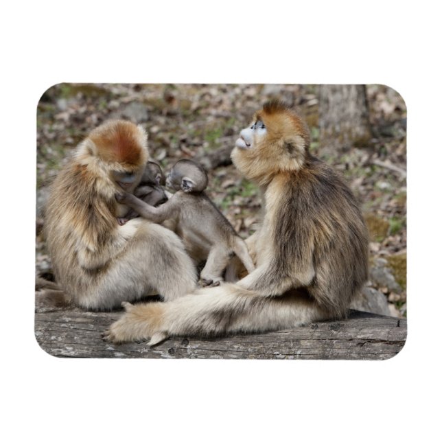 Two female Golden Monkeys with newborns Magnet (Horizontal)
