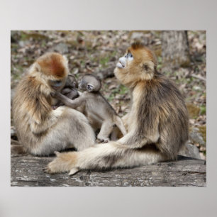 Two female Golden Monkeys with newborns Poster
