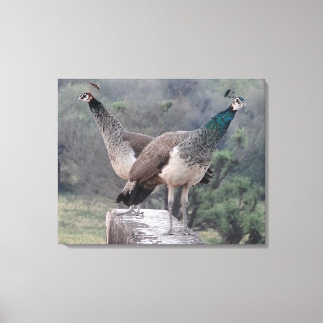 Two Female Peafowls Posing Gracefully Photography Canvas Print (Front)