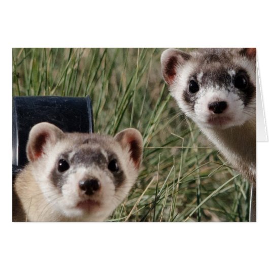Two Ferrets Cards (Front Horizontal)