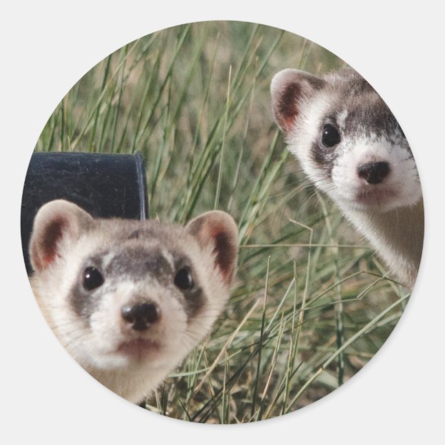 Two Ferrets Classic Round Sticker (Front)