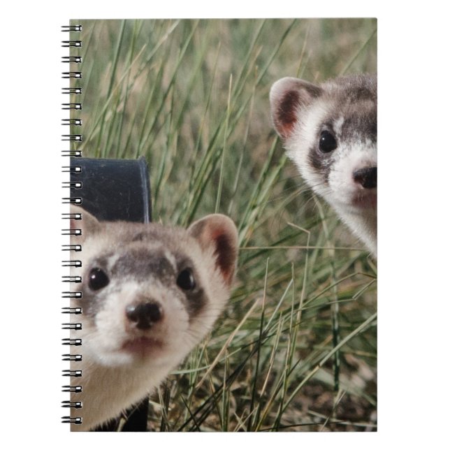 Two Ferrets Notebook (Front)