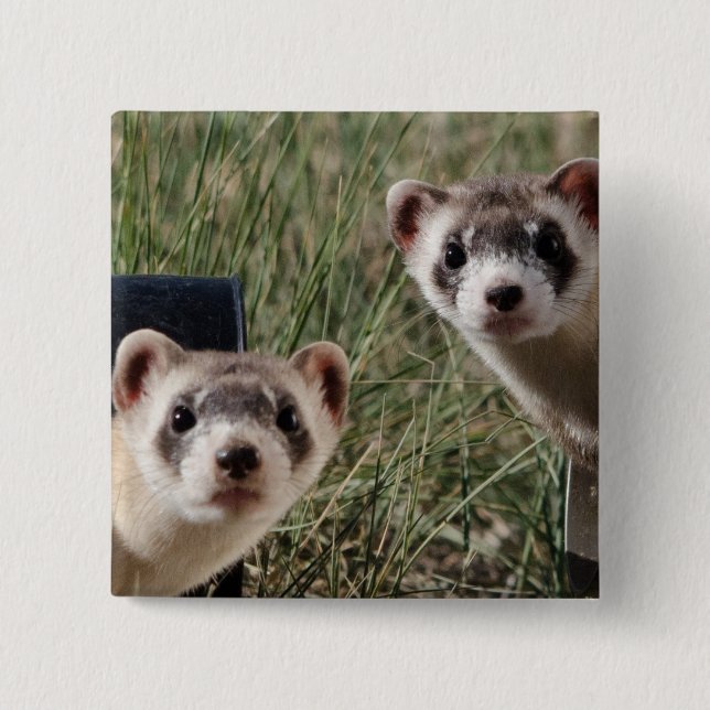 Two Ferrets Pinback Button (Front)
