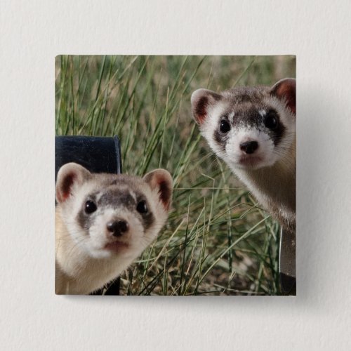 Two Ferrets Pinback Button