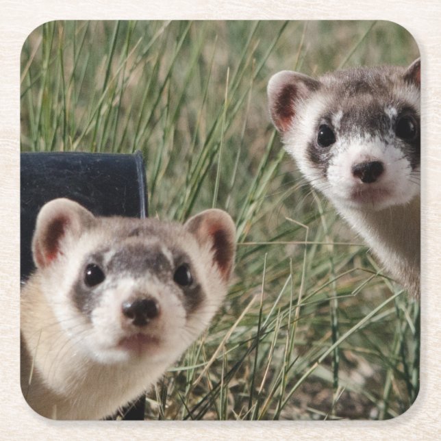 Two Ferrets Square Paper Coaster (Front)