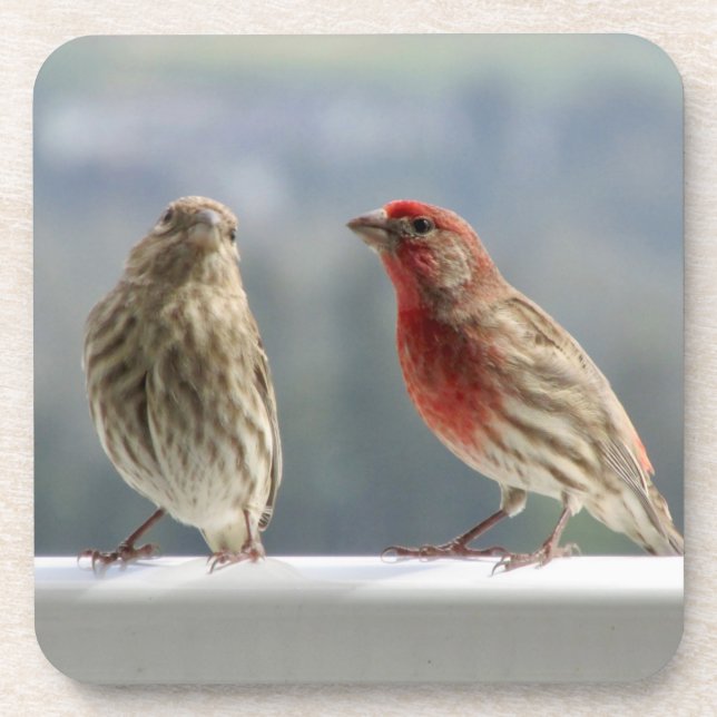 Two Finches Flirting. Beverage Coaster (Front)