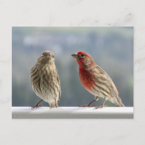 Two Finches Flirting Postcard
