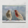 Two Finches Flirting. Postcard