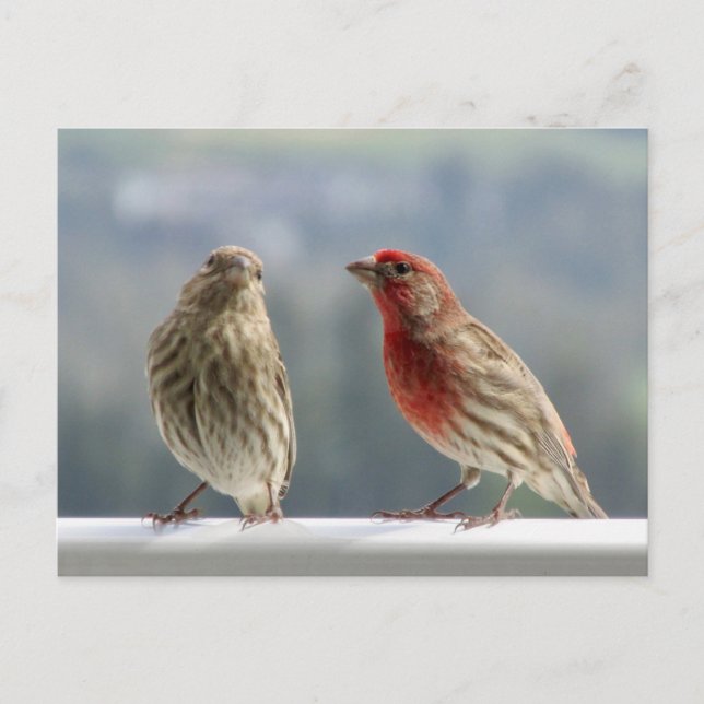Two Finches Flirting. Postcard (Front)