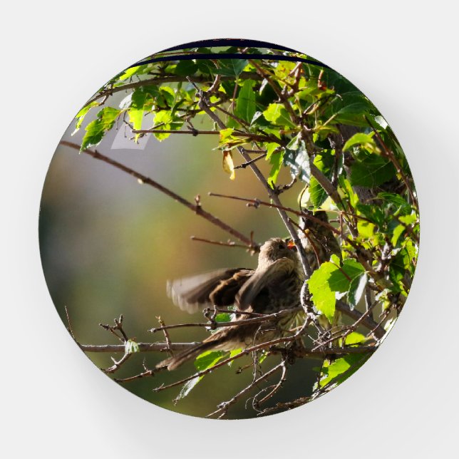 Two finches having a seed lunch together. paperweight (Front)