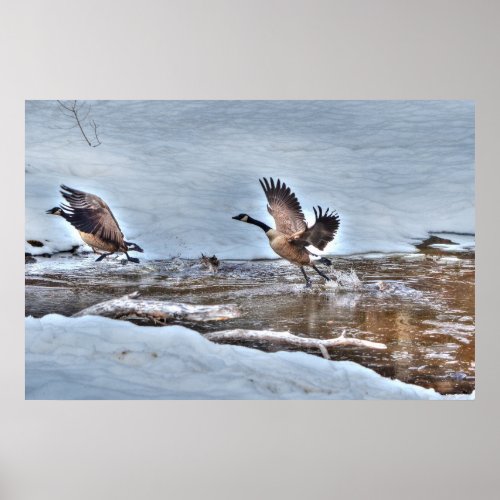 Two Flying Canada Geese and Winter Pond Wildlife Poster