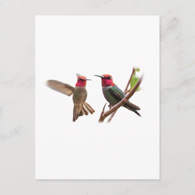 TWO FLYING JEWELS POSTCARD (Front)