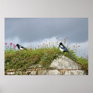 Two For Joy - Magpies On A Wall Poster