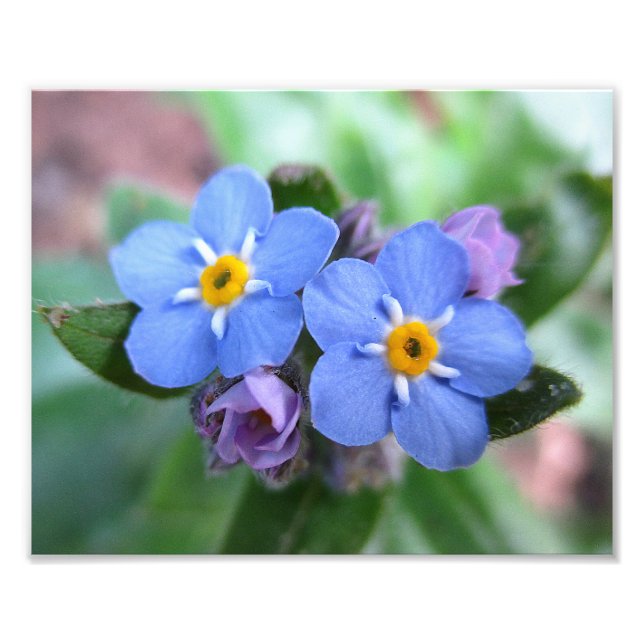 Two Forget-Me-Nots 10x8 Photo Print (Front)