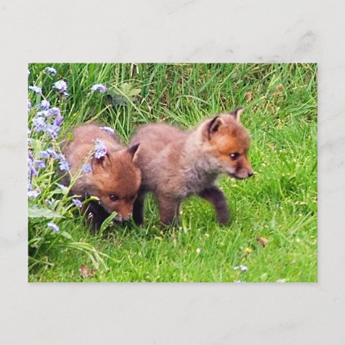 Two Fox Cubs Postcard