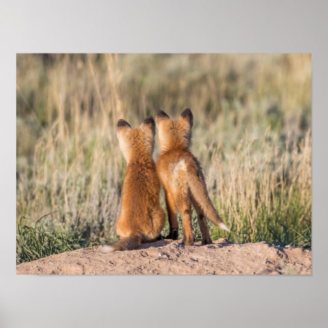 Two Fox Kits Poster (Front)