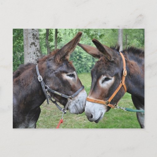 Two friendly donkeys postcard