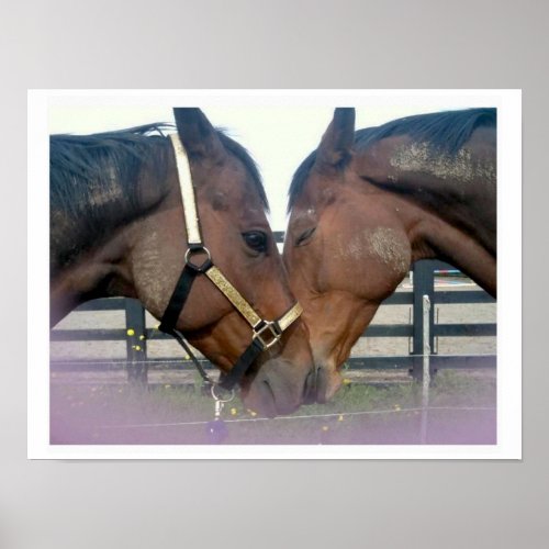 Two friendly horses in a field Carlow Ireland Poster