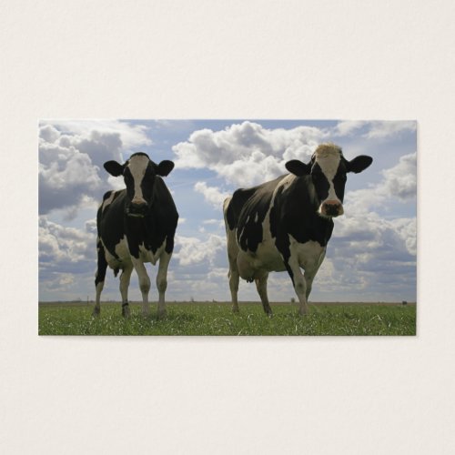 Two Friesian cows bookmark Business Card Template