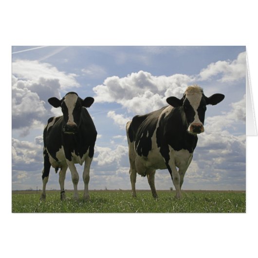 Two Friesian cows Cards (Front Horizontal)