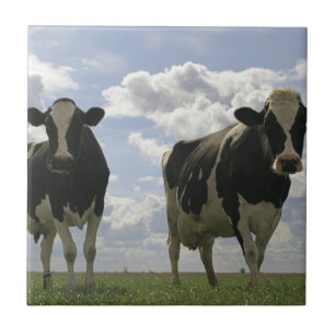 Two Friesian cows Ceramic Tile