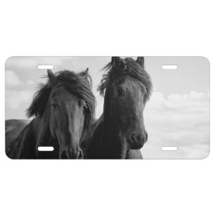 Two Friesian stallions. License Plate
