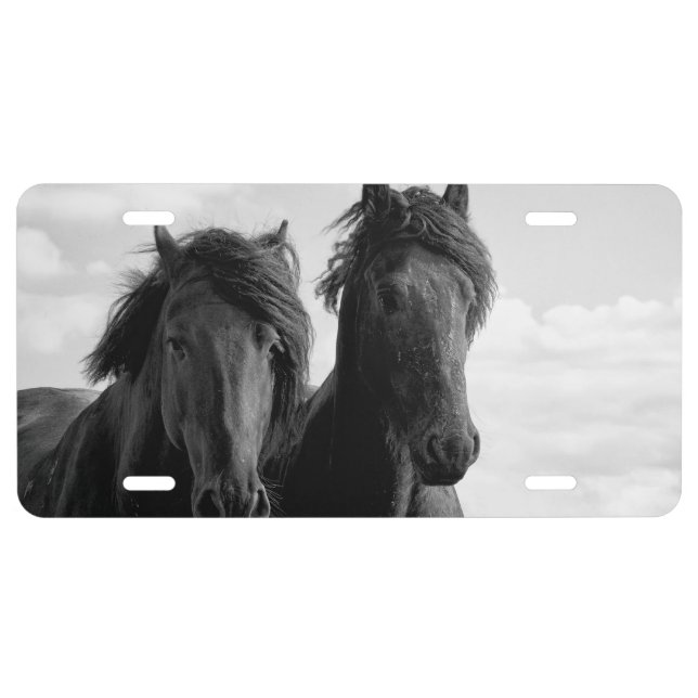Two Friesian stallions. License Plate (Front)