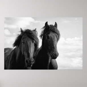 Two Friesian stallions. Poster