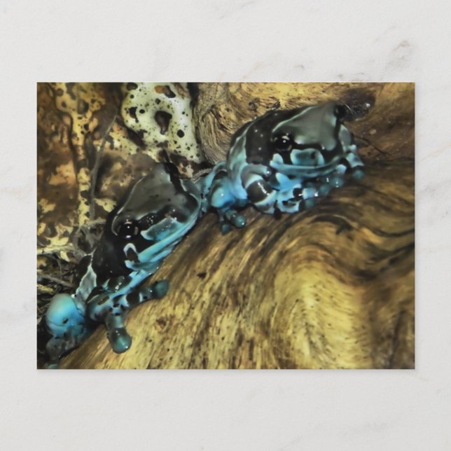 Two frogs hanging out postcard (Front)