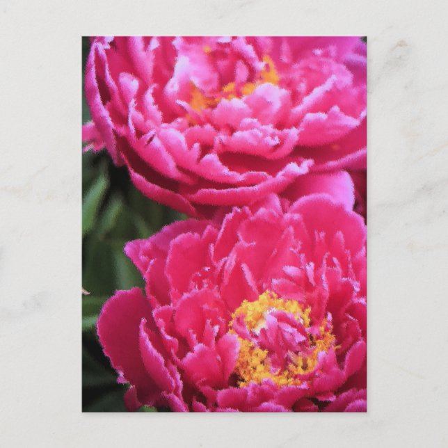 Two Fuchsia Peony Blooms Painting Postcard (Front)