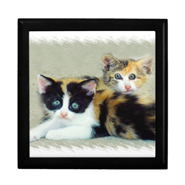 Two Funny Faced Kitties Gift Box (Front)