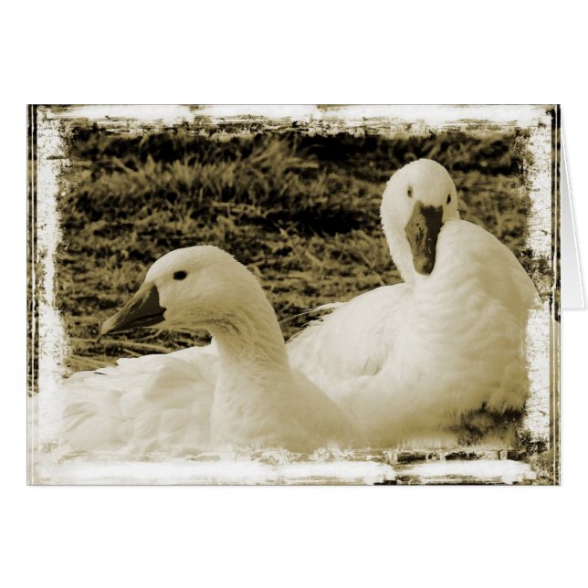 Two Geese All Occasion Blank Greeting Card (Front Horizontal)