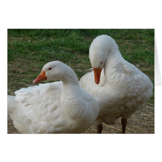 Two Geese Cards (Front Horizontal)