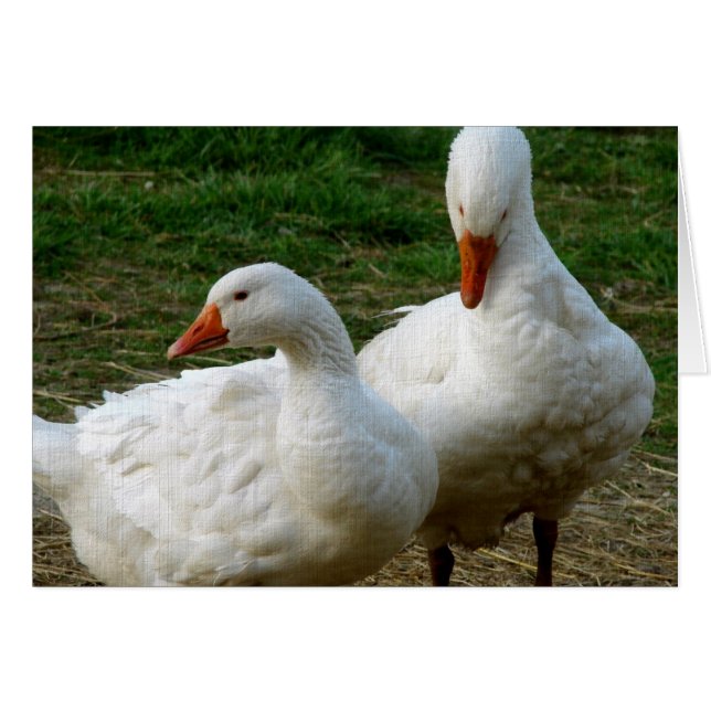 Two Geese Cards (Front Horizontal)