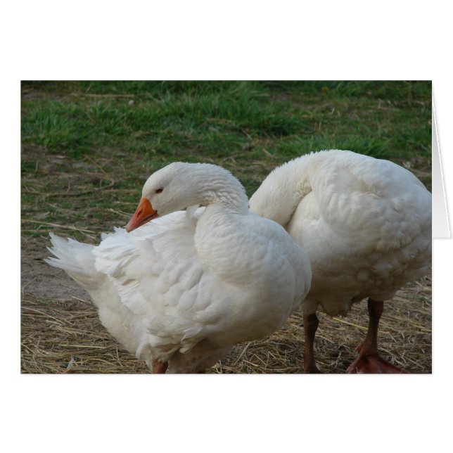 Two Geese Cards (Front Horizontal)