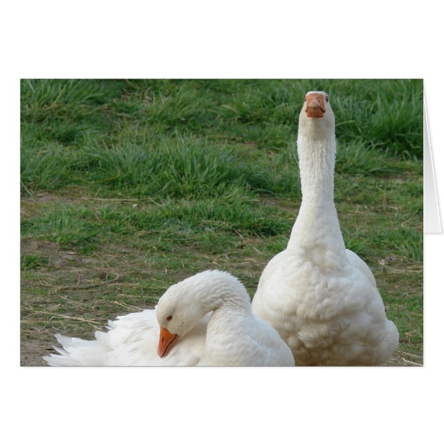 Two Geese Cards (Front Horizontal)