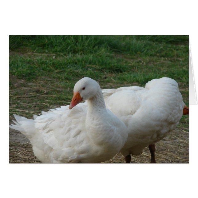 Two Geese Cards (Front Horizontal)