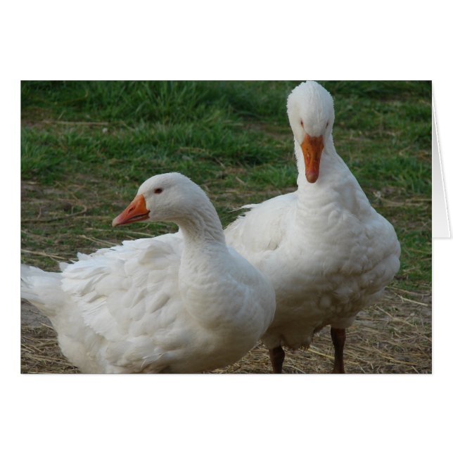 Two Geese Cards (Front Horizontal)