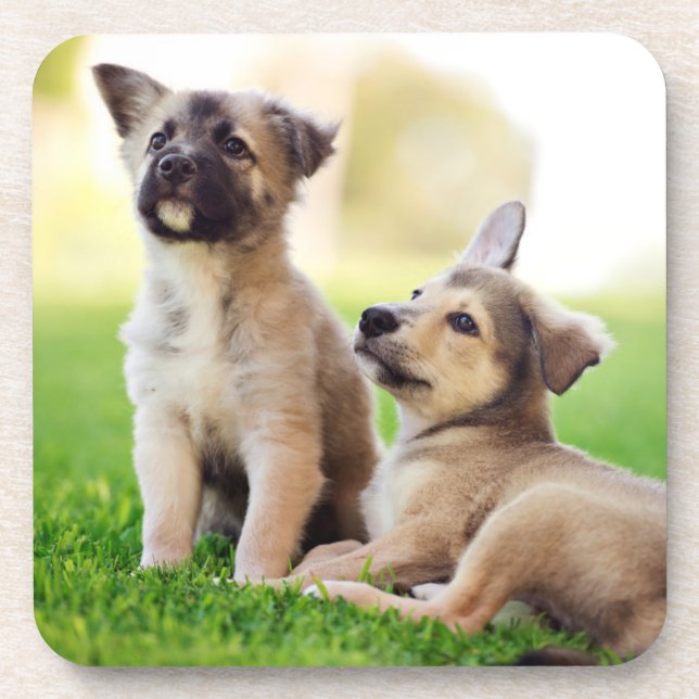 Two German Shepherd Puppies Beverage Coaster (Front)