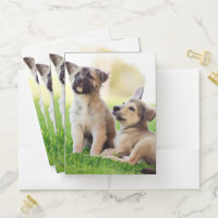 Two German Shepherd Puppies
