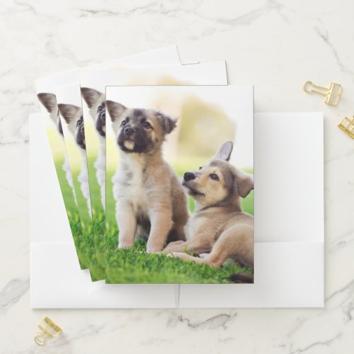 Two German Shepherd Puppies Pocket Folder