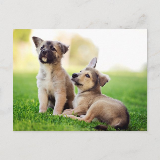 Two German Shepherd Puppies Postcard (Front)
