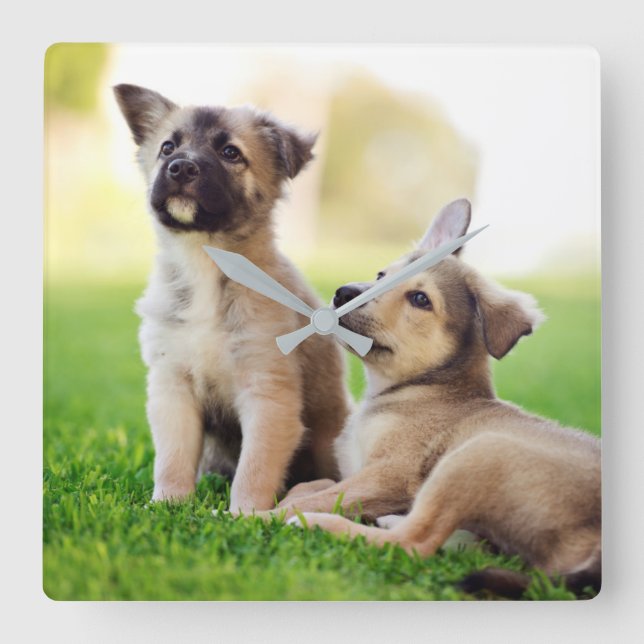 Two German Shepherd Puppies Square Wall Clock (Front)
