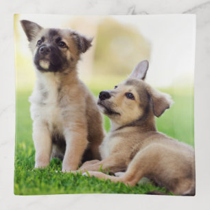 Two German Shepherd Puppies Trinket Tray