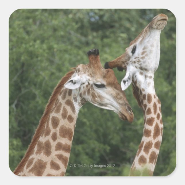 Two Giraffe (Giraffa camelopardalis) necking, Square Sticker (Front)