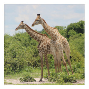 Two Giraffes Acrylic Print