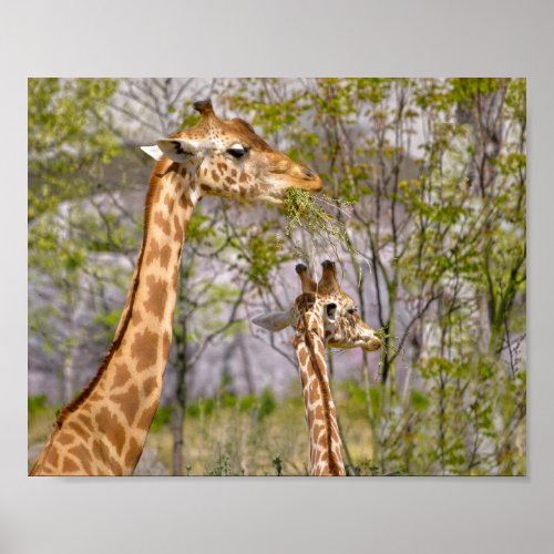 Two giraffes eating grass poster