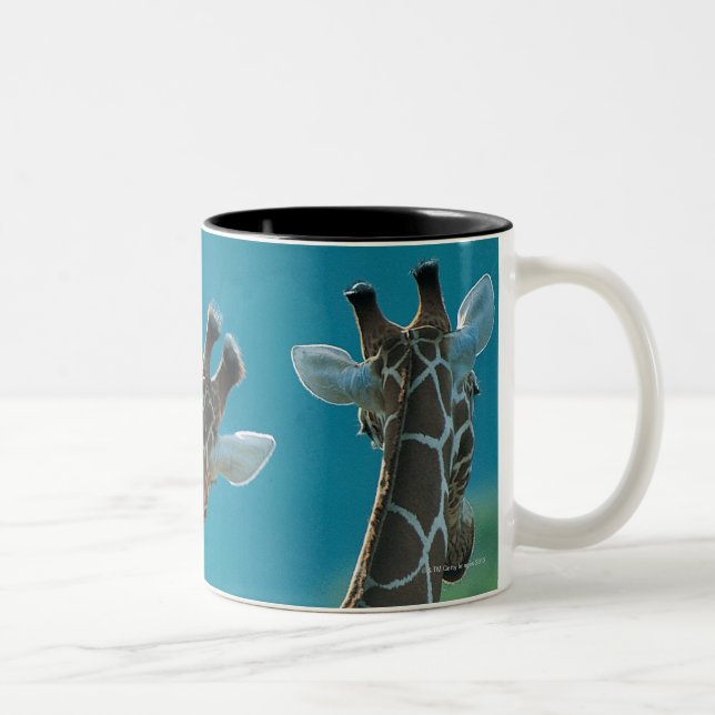 Two Giraffes (Giraffa camelopardalis) Two-Tone Coffee Mug (Right)